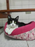 Petúnia