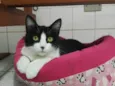 Petúnia