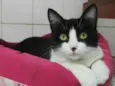 Petúnia