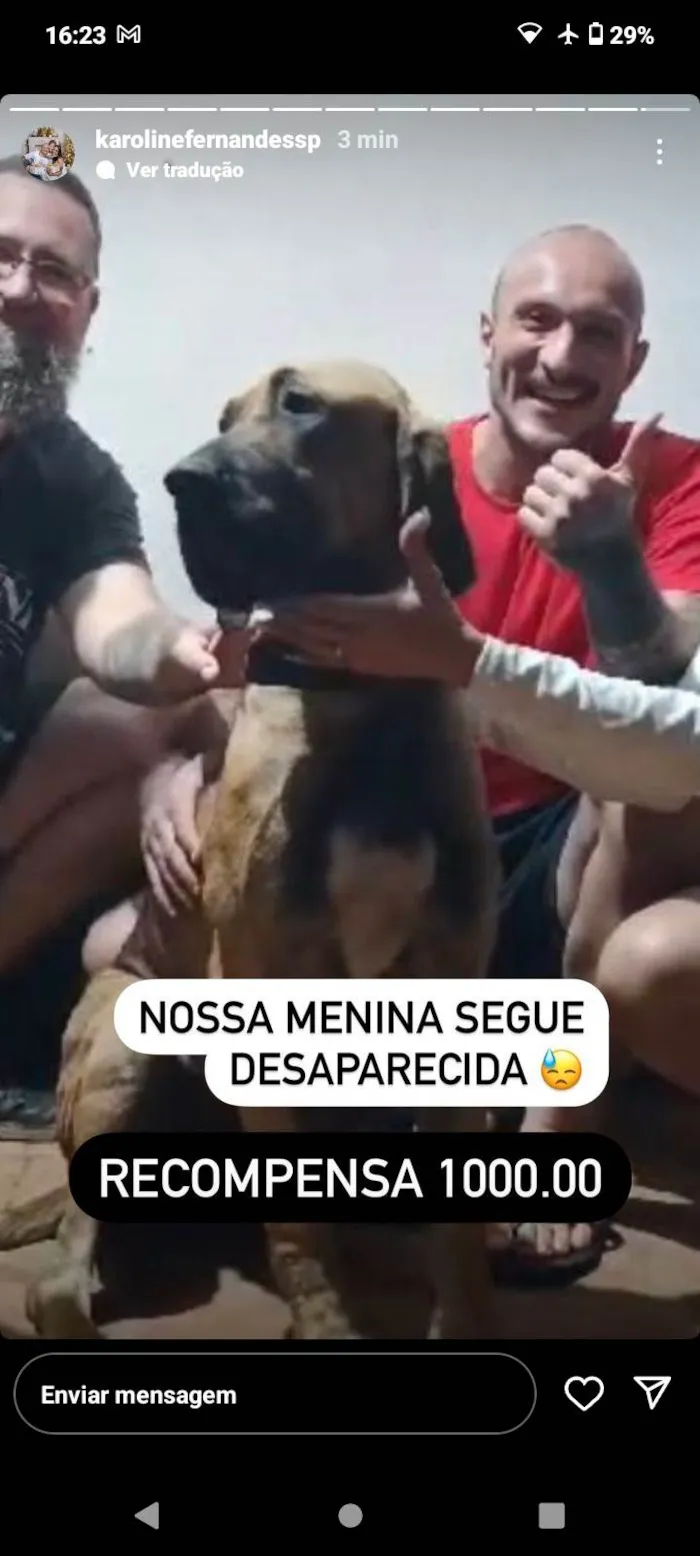 Cachorro ra a Fila idade 7 a 11 meses nome Gaia