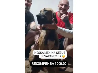 Cachorro raça Fila idade 7 a 11 meses nome Gaia