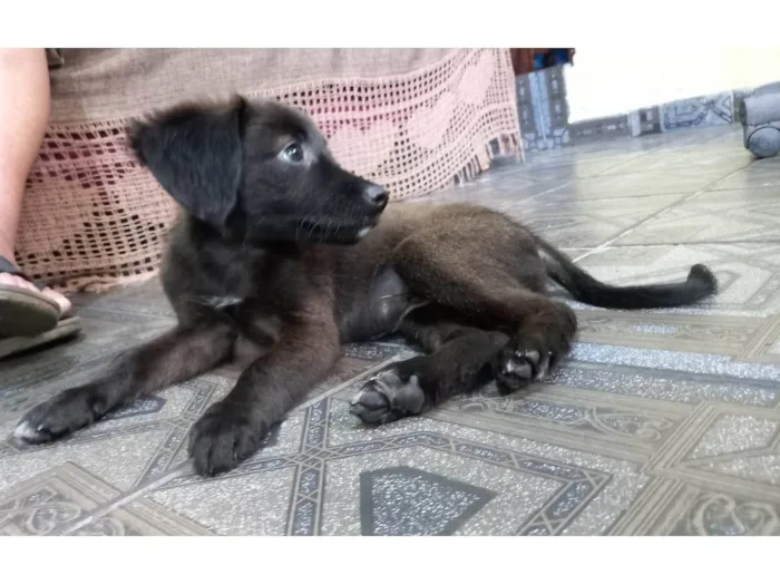 Cachorro ra a Sem raça definida idade Abaixo de 2 meses nome Taz