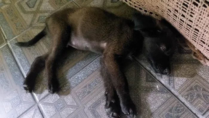 Cachorro ra a Sem raça definida idade Abaixo de 2 meses nome Taz