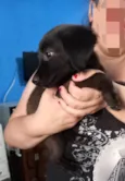 Taz