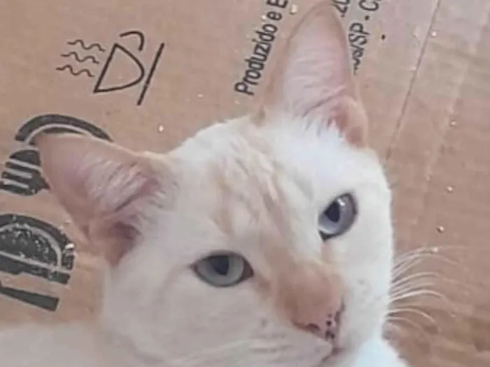 Gato ra a Mestico  idade 2 a 6 meses nome Léo 