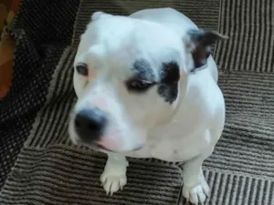 Cachorro raça American bully idade 4 anos nome Gamora