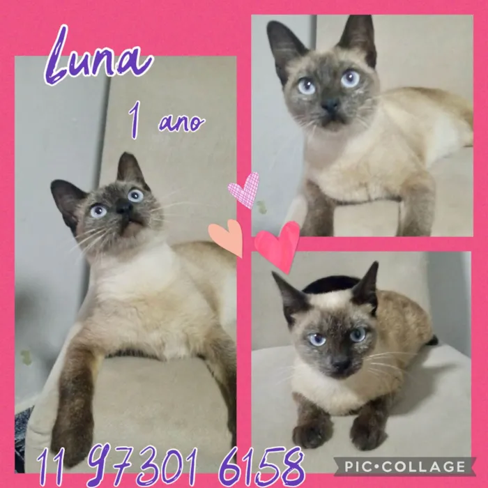 Gato ra a Srd/  idade 1 ano nome Luna
