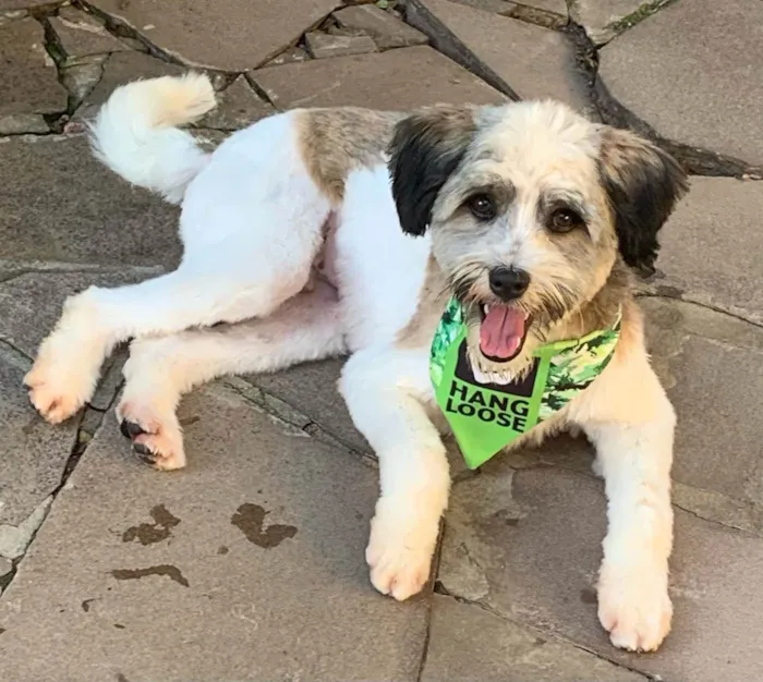 Cachorro ra a SRD-ViraLata idade 7 a 11 meses nome LUIGI
