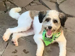 Cachorro raça SRD-ViraLata idade 7 a 11 meses nome LUIGI