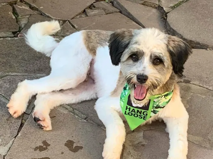 Cachorro ra a SRD-ViraLata idade 7 a 11 meses nome LUIGI