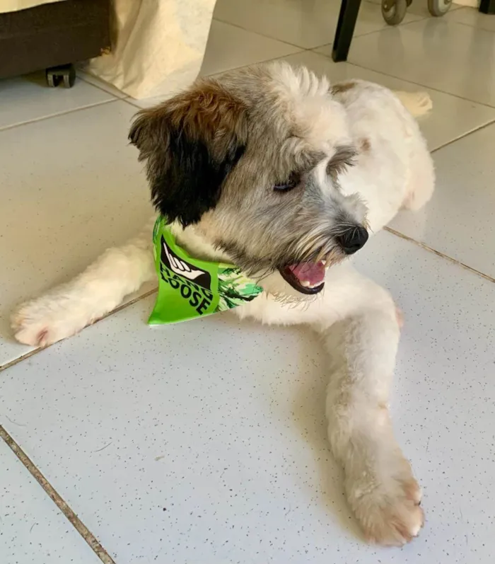 Cachorro ra a SRD-ViraLata idade 7 a 11 meses nome LUIGI