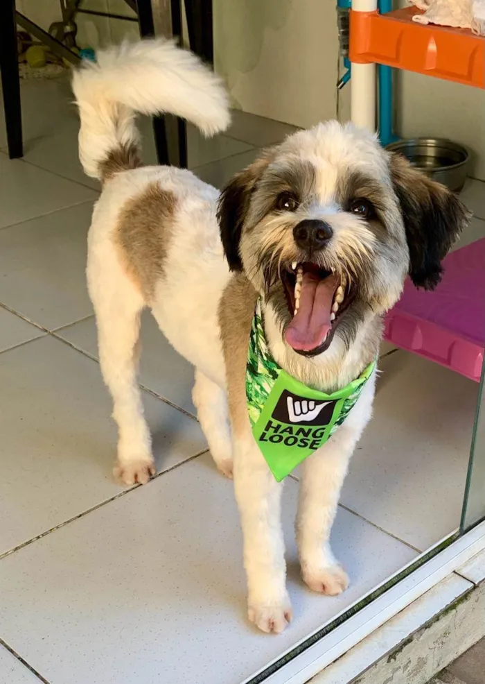 Cachorro ra a SRD-ViraLata idade 7 a 11 meses nome LUIGI
