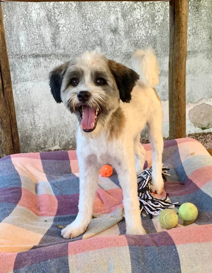 Cachorro ra a SRD-ViraLata idade 7 a 11 meses nome LUIGI
