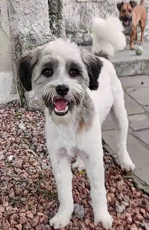 Cachorro ra a SRD-ViraLata idade 7 a 11 meses nome LUIGI