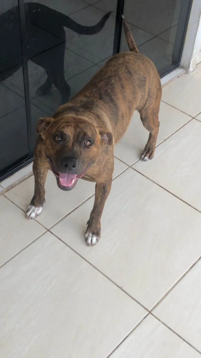 Cachorro ra a Pitbull com mestiço idade 1 ano nome Dory