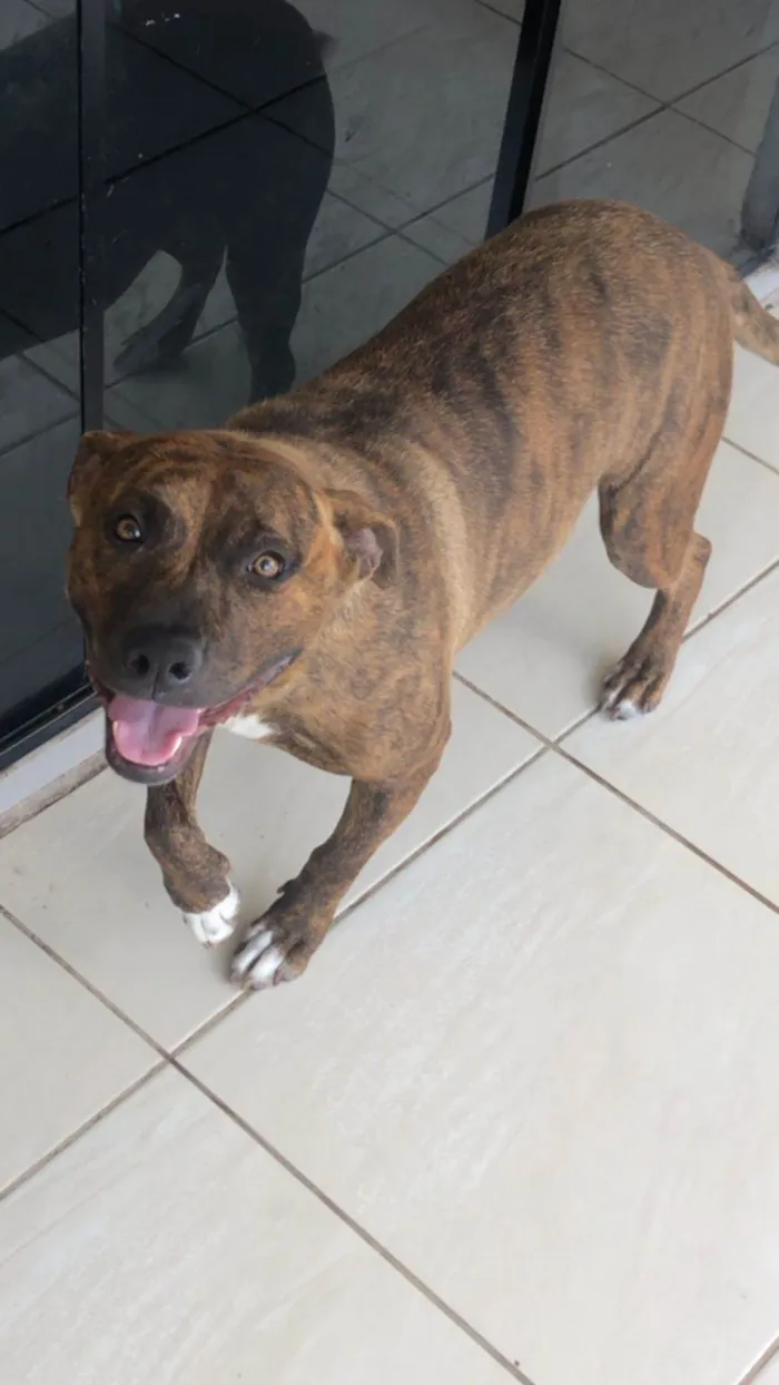 Cachorro ra a Pitbull com mestiço idade 1 ano nome Dory