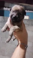 Branquinha
