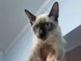 Nika
