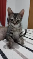 Tigrinha