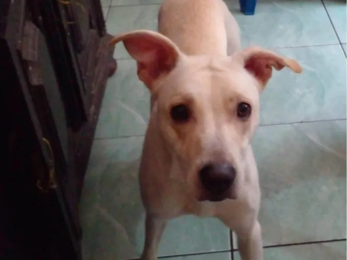 Cachorro ra a SRD-ViraLata idade 2 anos nome kiki