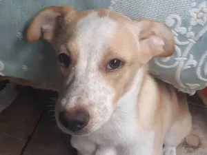 Cachorro raça SRD-ViraLata idade 2 a 6 meses nome Zandor