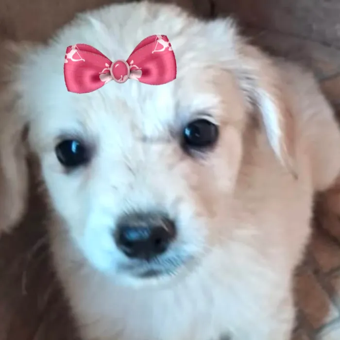 Cachorro ra a Mestica  idade 2 a 6 meses nome Clarinha 