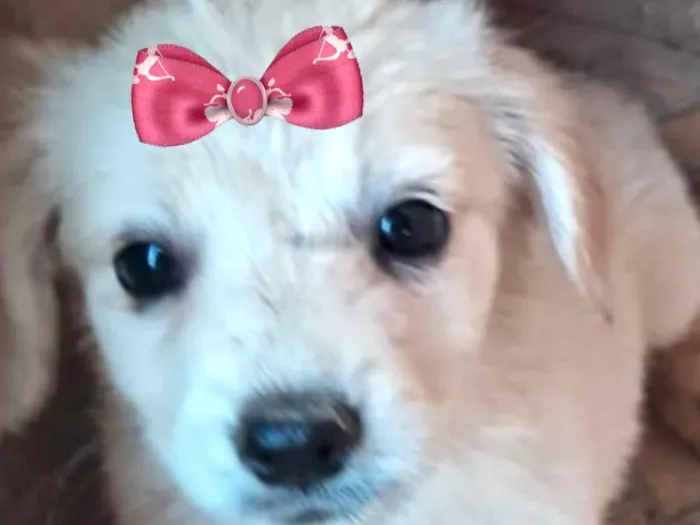 Cachorro ra a Mestica  idade 2 a 6 meses nome Clarinha 
