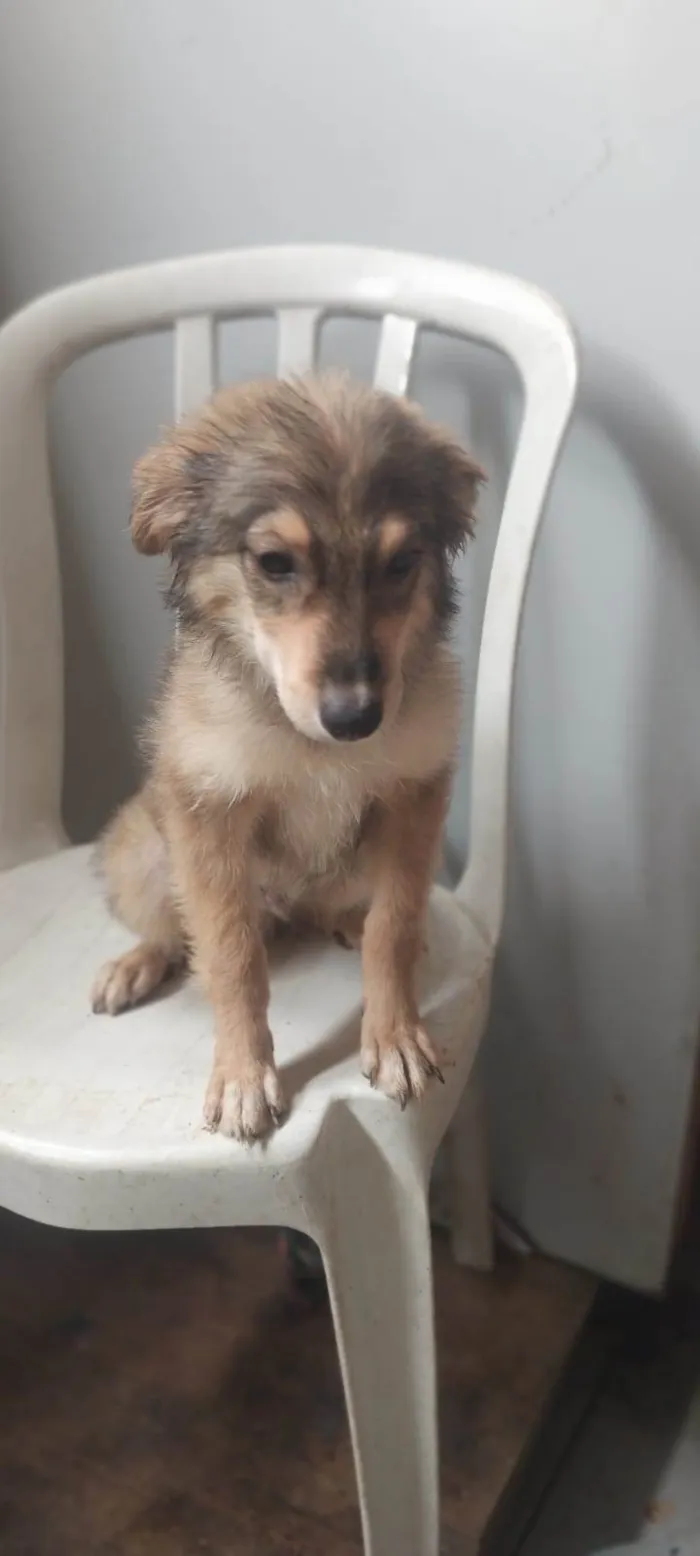 Cachorro ra a SRD-ViraLata idade 2 a 6 meses nome Lobinho