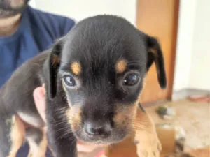 Cachorro raça Caramelo  idade Abaixo de 2 meses nome Preto