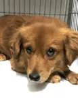 Duke