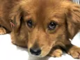 Duke