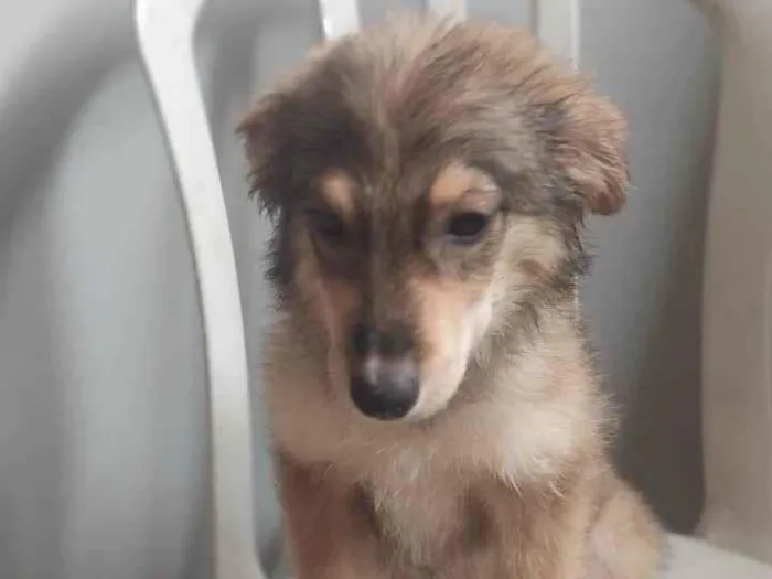 Cachorro ra a SRD-ViraLata idade 2 a 6 meses nome Lobinho