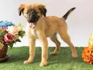 Cachorro raça SRD-ViraLata idade 2 a 6 meses nome Sara Flor