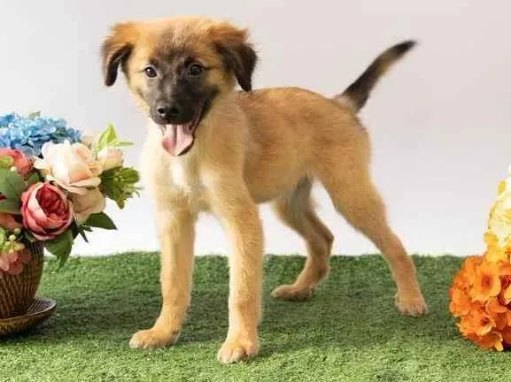 Cachorro ra a SRD-ViraLata idade 2 a 6 meses nome Sara Flor