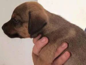Cachorro raça Caramelo  idade Abaixo de 2 meses nome Sem nome