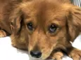 Duke