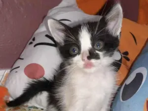 Gato raça Srd idade Abaixo de 2 meses nome Carolino