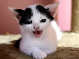 Gato raça Srd idade Abaixo de 2 meses nome Antonello 