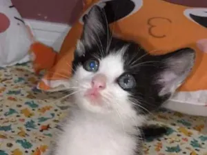 Gato raça Srd idade Abaixo de 2 meses nome Dominique 