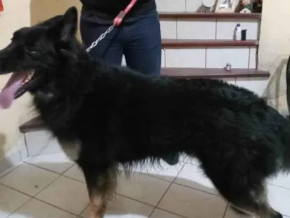 Cachorro raça Pastor Alemão Bicolor  idade 3 anos nome Kodan