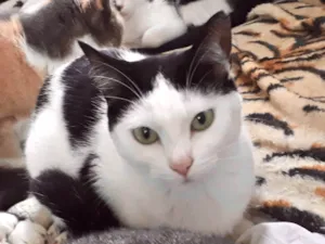 Gato raça SRD-ViraLata idade 1 ano nome Cherry Linda 
