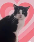 Bolachão lindo pelo longo
