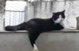 Bolachão lindo pelo longo
