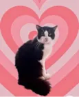 Bolachão lindo pelo longo