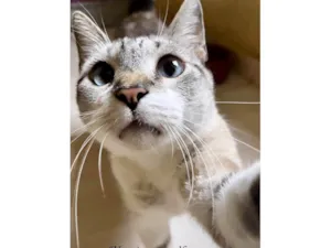 Gato raça SRD-ViraLata idade 7 a 11 meses nome Oliver 11 meses muito bonzinho 