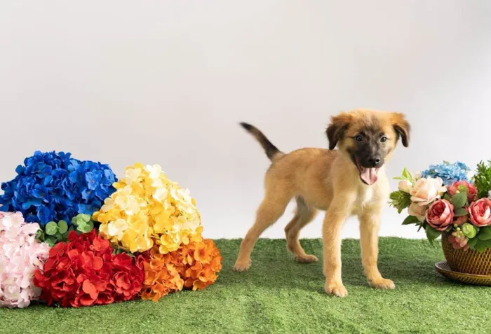 Cachorro ra a SRD-ViraLata idade 2 a 6 meses nome Sara Flor
