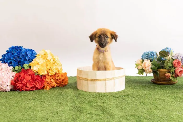 Cachorro ra a SRD-ViraLata idade 2 a 6 meses nome Sara Flor
