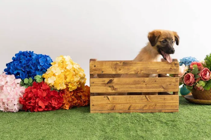 Cachorro ra a SRD-ViraLata idade 2 a 6 meses nome Sara Flor