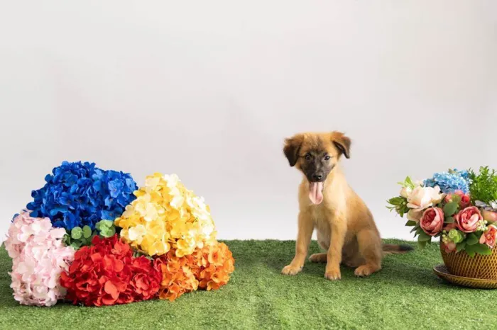 Cachorro ra a SRD-ViraLata idade 2 a 6 meses nome Sara Flor