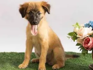 Cachorro raça SRD-ViraLata idade 2 a 6 meses nome Sara Flor